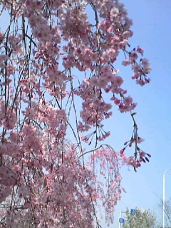 それゆけ ダイダマン が面白かったこと の巻 Purple Dawn